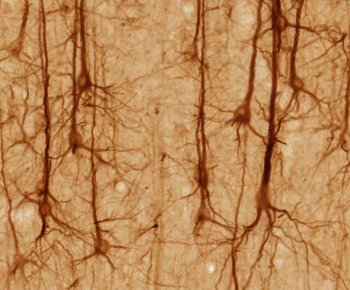 pyramidal neurons in cerebral cortex