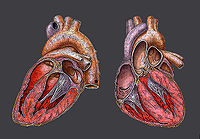 human heart anatomy