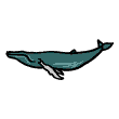 clipart-vocabulary-whale